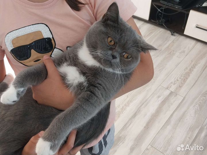 Британская кошка в дар