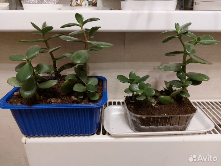 Толстянка (крассула овата)