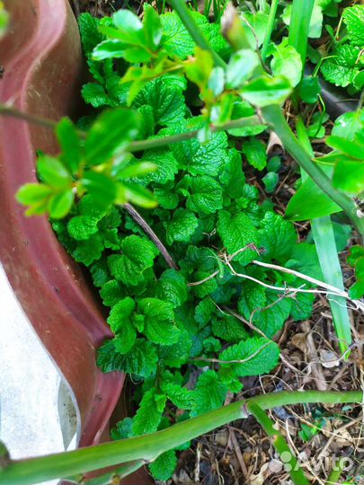 Пряные травы (майоран, мелисса, мята, монарда)