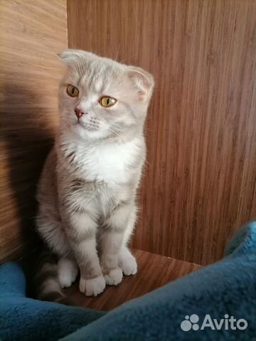 Ищу невесту для вязки
