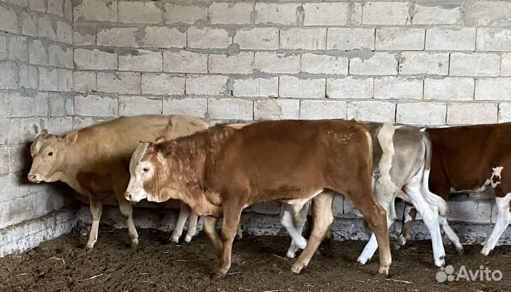 Продаются бычки