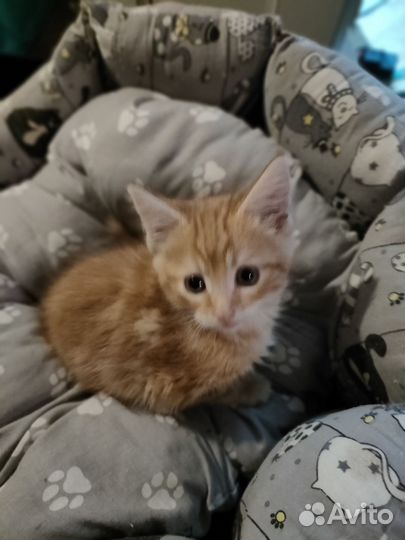 Котята мейн-кун