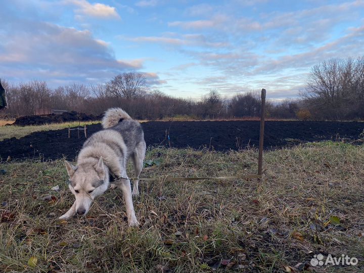 Лайка зсл кобель