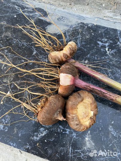 Клубни канны