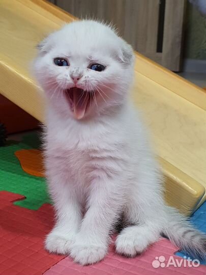 Шотландский вислоухий голубоглазый котенок