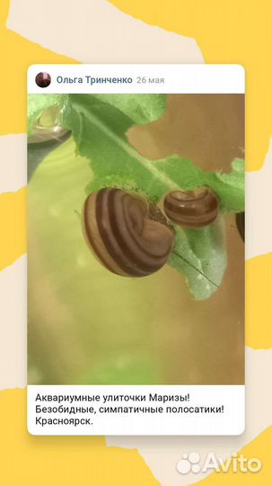 Улитка Мариза