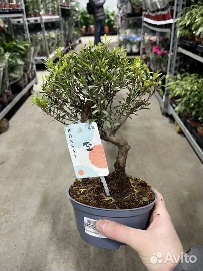 Деревья бонсай, разные сорта, листай. Мирт