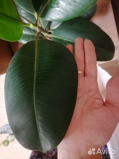 Фикус каучуковый