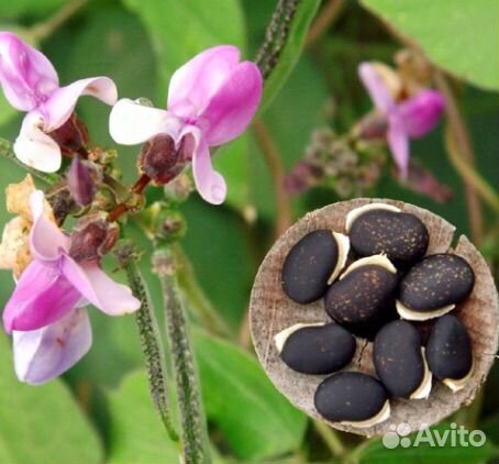 Долихос (декоративная фасоль)