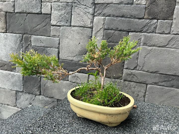 Можевельник