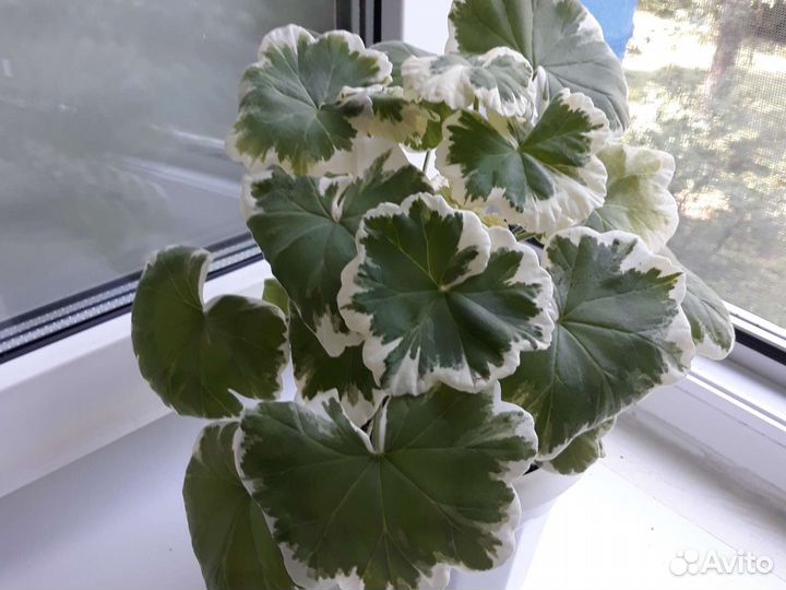 Герань пеларгония