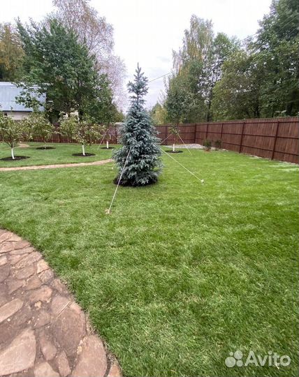 Рулонный газон / под ключ