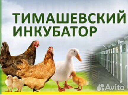 Цыплята кормовые, корм животным, суточные цыплята