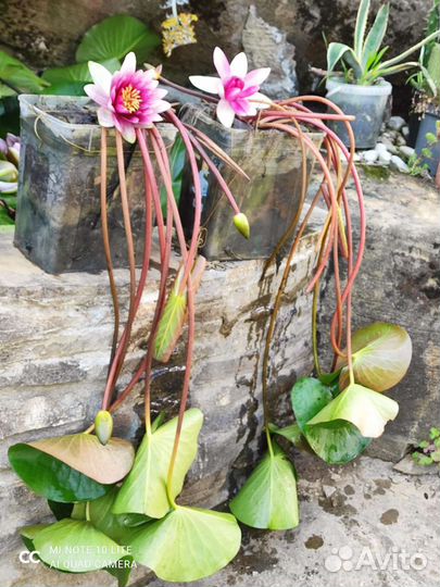 Водяная лилия, (кувшинка), водный гиацинт