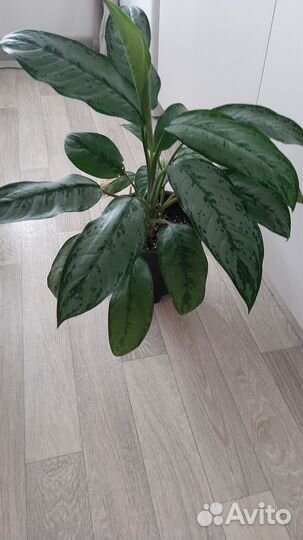 Аглаонема Фридман