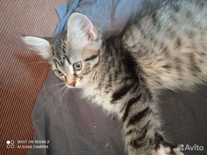 Котята в добрые руки бесплатно