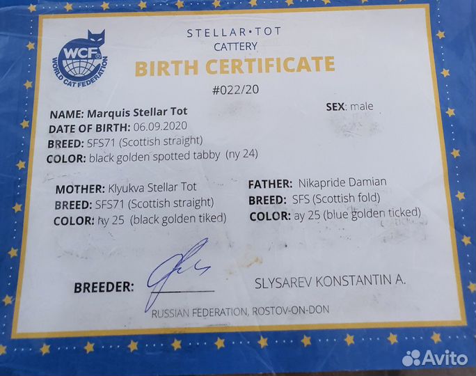 Шотландский кот