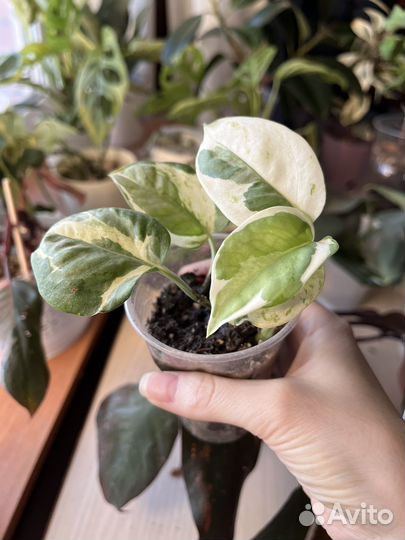 Комнатные цветы