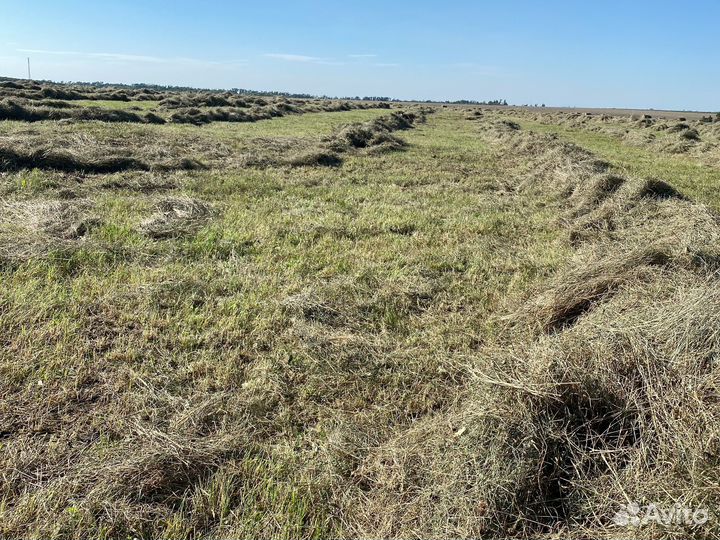 Продается сено, разнотравье. Покос 2024