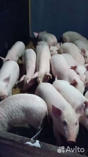Поросята