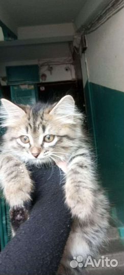 Кошка в дар бесплатно