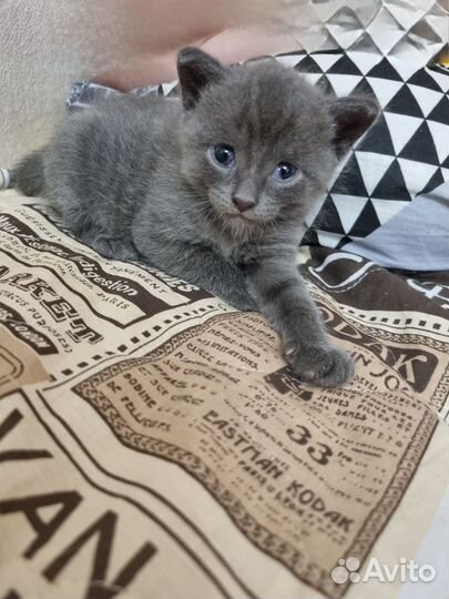 Котята в добрые руки бесплатно
