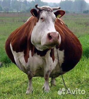 Кормовые смеси для с/х животных