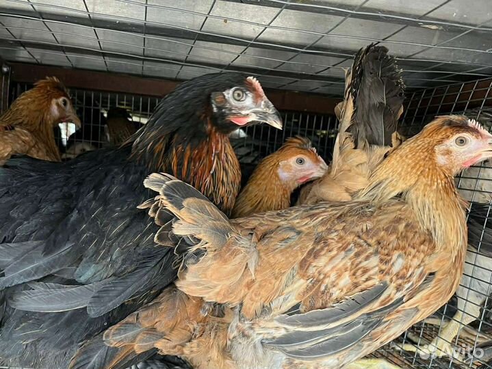 Куры несушки молодки продам, молодняк птицы