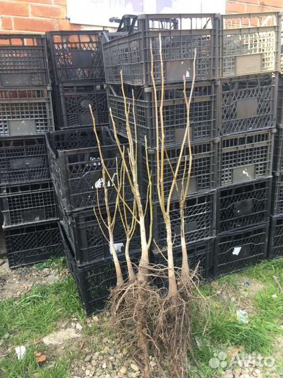 Саженцы,морозостойкие фисташки