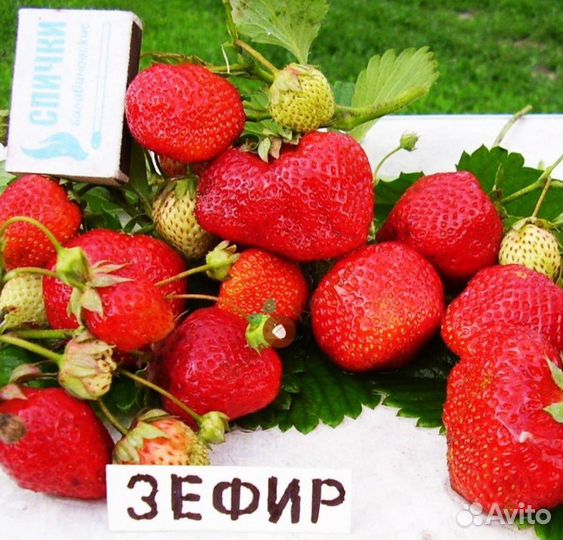 Рассада клубники зефир