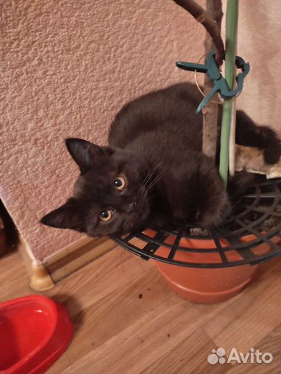 Кошка в дар бесплатно