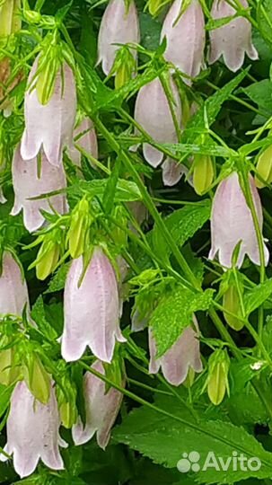 Колокольчик