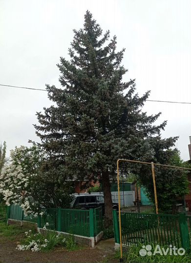 Ель голубая