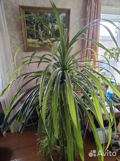 Пальма панданус