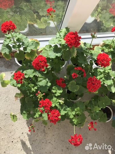 Пеларгония герань