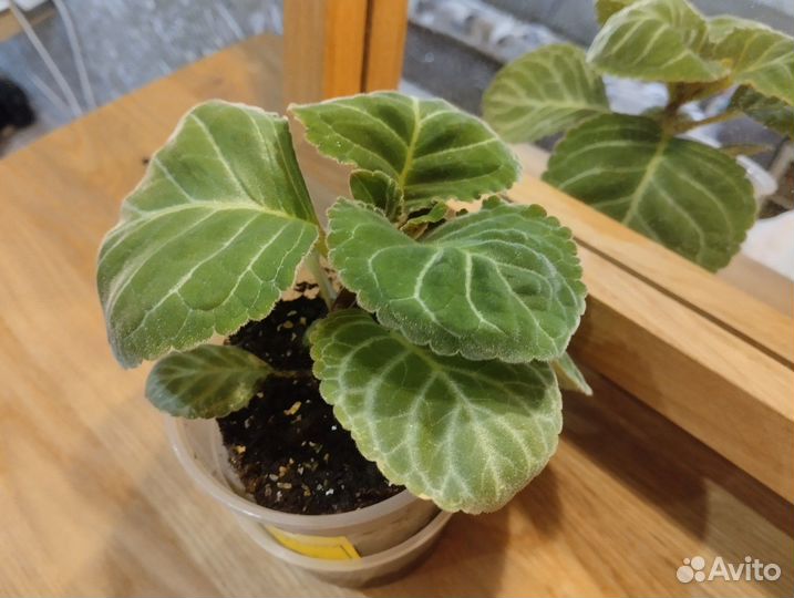 Комнатные растения цветы