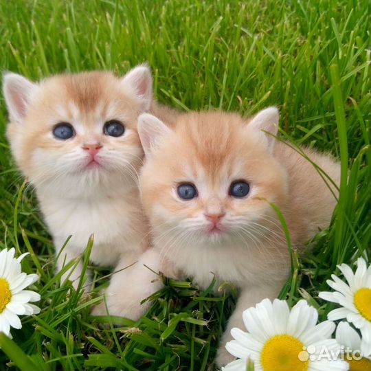 Брит. Золотая шиншилла, прямые носители су