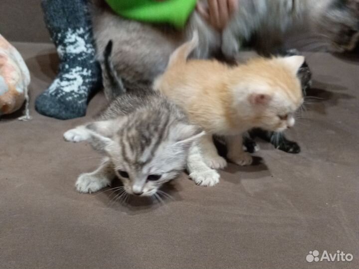 Котята отдам