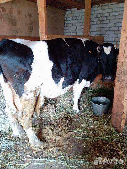 Корова высокоудойная