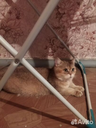 Золотистая шиншилла