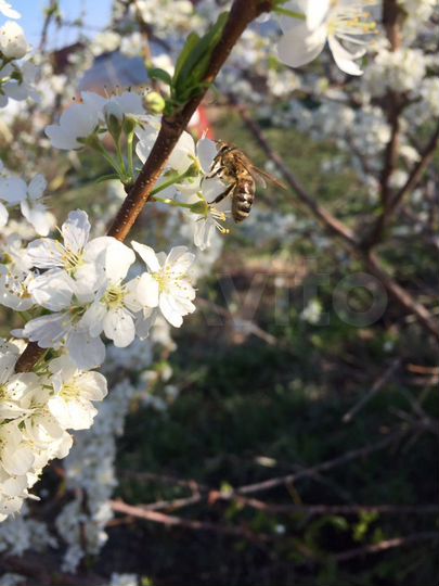 Дача 45 м² на участке 15 сот.