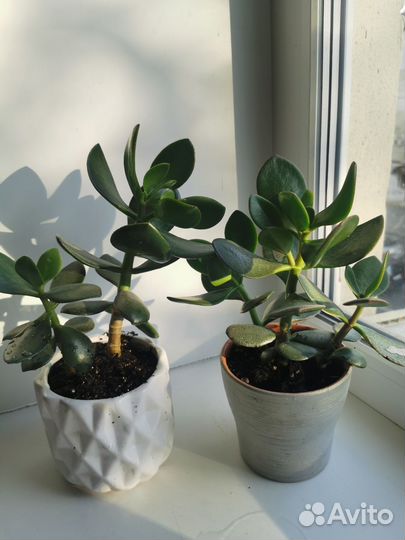 Крассула толстянка