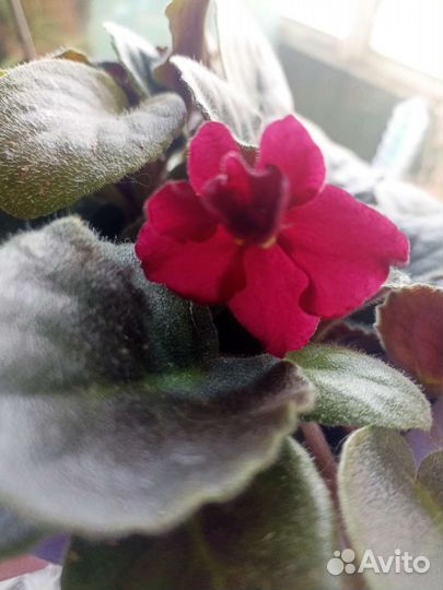 Фиалка цветущая