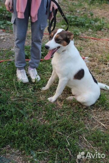 Щенок подросток в добрые руки