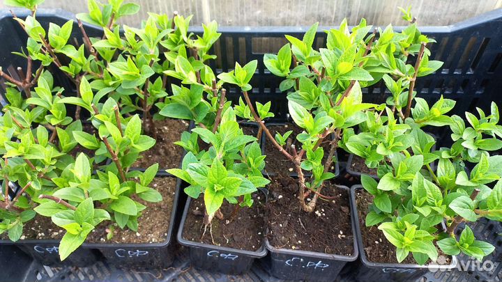 Гортензия саженцы