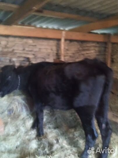 Бык и телка