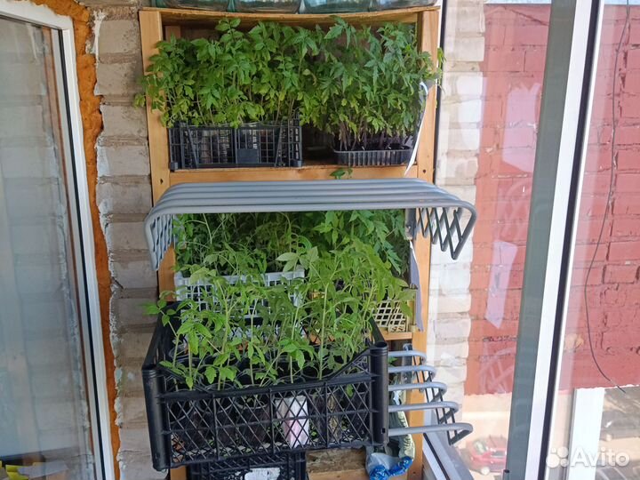 Рассада помидоров томатов