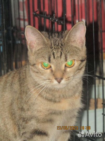 Кошки в добрые руки