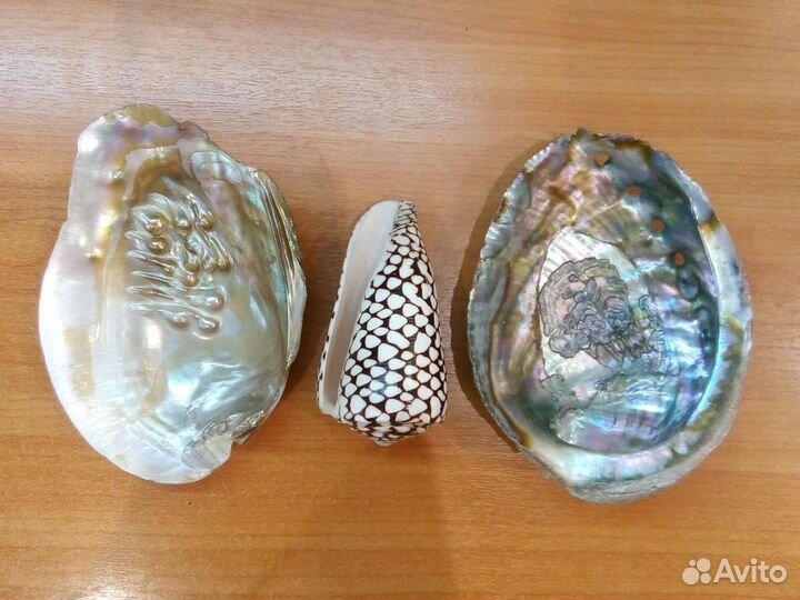 Ракушки декоративные