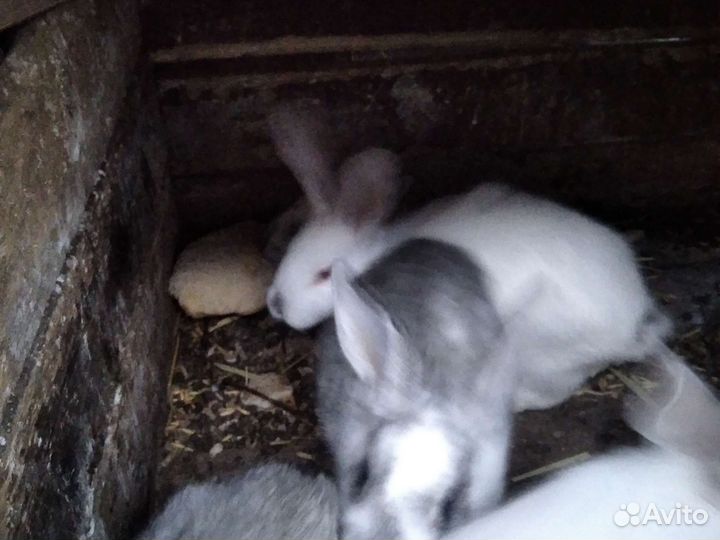 Крольчата месячные